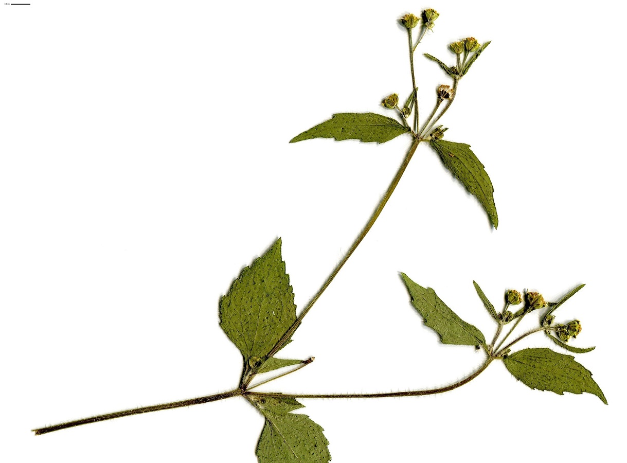 Galinsoga quadriradiata (Asteraceae)